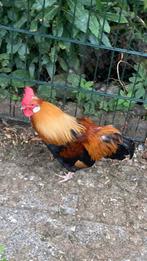 Sulmtaler kriel, Dieren en Toebehoren, Pluimvee, Mannelijk, Kip