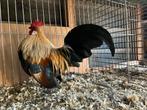 Trio Hollandse Kriel Patrijs, Dieren en Toebehoren, Pluimvee, Meerdere dieren, Kip