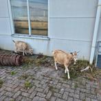 Enkele prachtige toggenburger  geiten cl-cae vrij, Dieren en Toebehoren, Meerdere dieren, Geit