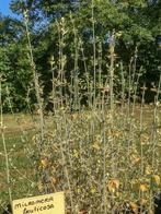 Micromeria fruticosa, Ophalen, Volle zon, Overige soorten, Minder dan 100 cm