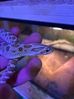 Westelijke Haakneusslang, Dieren en Toebehoren, Reptielen en Amfibieën, Slang, Tam, 3 tot 6 jaar