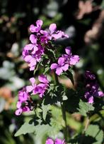 Bio zaden Judaspenning – Lunaria annua | Inheems, Verzenden, Voorjaar, Volle zon, Zaad