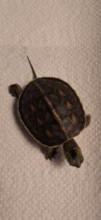 Schildpad,  Chinese streepschildpad baby, Dieren en Toebehoren, Amfibie, 0 tot 2 jaar