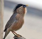Pagodespreeuw, Geslacht onbekend, Tropenvogel
