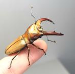Cyclommatus mniszechi mniszechi kever larven insect, Dieren en Toebehoren