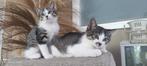 Nog 3 KITTENS Ragdoll/ Europese korthaar mogen gelijk weg!!, Meerdere dieren, Ontwormd, 0 tot 2 jaar