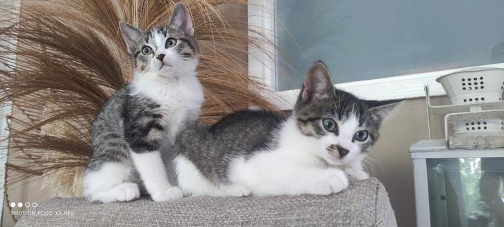 Nog 3 KITTENS Ragdoll/ Europese korthaar mogen gelijk weg!!, Dieren en Toebehoren, Katten en Kittens | Raskatten | Korthaar, Meerdere dieren