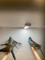 blauwkop fazantjes een koppel.plus een  losse pop, Dieren en Toebehoren, Vogels | Parkieten en Papegaaien, Meerdere dieren, Parkiet