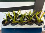 TRACHYCARPUS FORTUNEI tweedejaars zaailingen, Ophalen of Verzenden, Overige soorten, Volle zon
