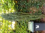 Gratis boom boompje, Tuin en Terras, Planten | Struiken en Hagen, Ophalen