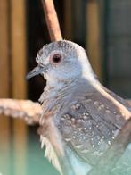 Diamantduif jong, Dieren en Toebehoren, Mannelijk, Parkiet