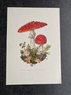 10 prenten paddestoelen 19x27cm samen 20 euro oa vliegenzwam, Ophalen of Verzenden, Natuur en Biologie