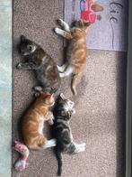 Kittens te koop, Poes