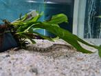 Polypterus Endlicheri Endlicheri, kwastvinsnoek, Vis, Zoetwatervis