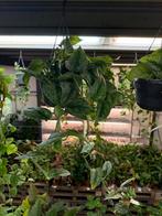 Scindapsus Trebie Hangplant - Makkelijke kamerplant, Ophalen of Verzenden