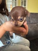de laatste mooi en lief teefje mini chihuahua, Dieren en Toebehoren, Honden | Chihuahua's en Gezelschapshonden, 8 tot 15 weken