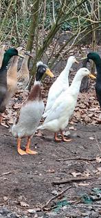 2 loopeenden woerden met mooie kuif, Mannelijk, Eend