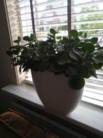 Groene kamerplant in witte pot., Huis en Inrichting, Kamerplanten, Ophalen, Overige soorten, In pot, Minder dan 100 cm