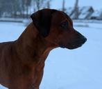 Mooie Rhodesian ridgeback dekreu, Reu, CDV (hondenziekte), 1 tot 2 jaar, Eén hond