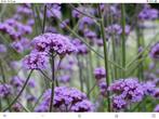 Verbena ijzerhard, Tuin en Terras, Planten | Tuinplanten, Zomer, Overige soorten, Ophalen, Volle zon