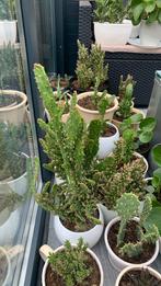 Cactus plant met pot €10, Ophalen, Cactus, Volle zon, Minder dan 100 cm