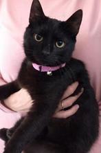 2 zeer lieve zwarte 7mnd kittens(v)gesteril./gechipt/ingeënt, Meerdere dieren, Kortharig, 0 tot 2 jaar