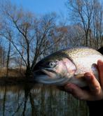 Set P 3 van 4 Forel-Ruisvoorn-Baars Propellervliegen, Ophalen, Nieuw, Complete set