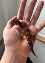 0.1 lava project luipaardgekko 2025, Hagedis, 0 tot 2 jaar