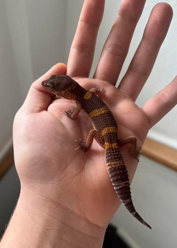 0.1 lava project luipaardgekko 2025 beschikbaar voor biedingen