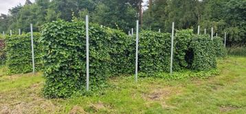 Klimopschermen kant en klaar beschikbaar voor biedingen