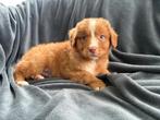 Nova scotia duck tolling retriever, Parvo, 8 tot 15 weken, Meerdere, Nederland