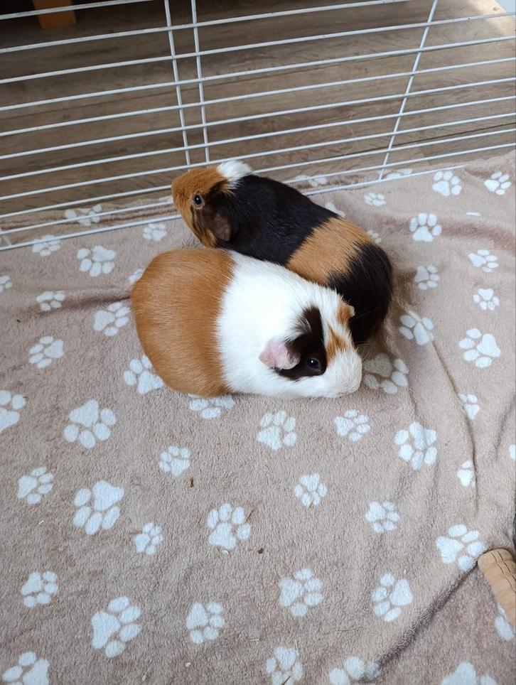 2 cavia beertjes (broertjes) met kooi en toebehoren, Dieren en Toebehoren, Knaagdieren, Mannelijk, Cavia, Februari, Tam