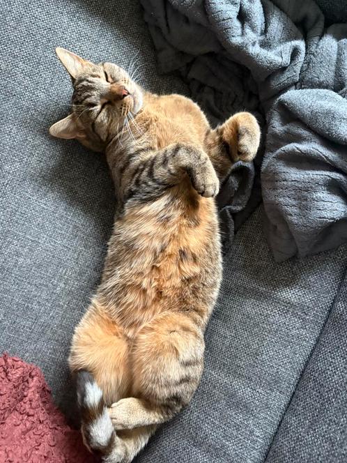 Sociale lieve knuffelige poezen zoeken nieuw huis, Dieren en Toebehoren, Katten en Kittens | Raskatten | Korthaar, Meerdere dieren