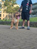 Xl bully, Reu, Bulldog, Eén hond, 3 tot 5 jaar