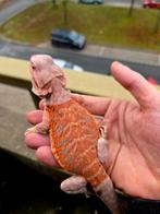 Mooie baardagamen  van 3.5 maand ook 7a8 weken beschikbaar, Dieren en Toebehoren, Reptielen en Amfibieën, Hagedis, Tam, 0 tot 2 jaar