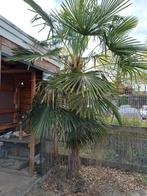 palm boom, Tuin en Terras, Planten | Bomen, Volle zon, Ophalen, Palmboom, 100 tot 250 cm