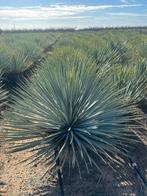 Yucca rostrata zie al onze advertenties mediterrane planten, Tuin en Terras, Planten | Bomen, Overige soorten, 100 tot 250 cm