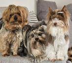 Yorkshire terriërs Biewer terriers Yorken terriër, Reu, CDV (hondenziekte), 1 tot 2 jaar, Meerdere