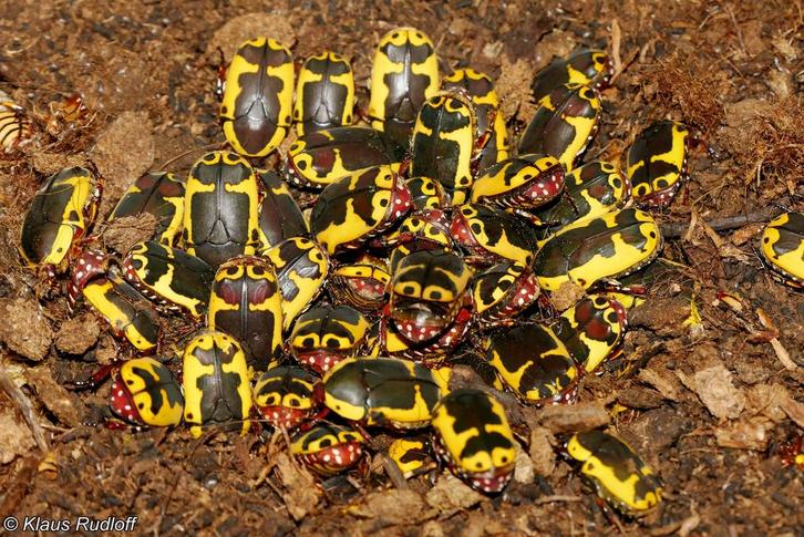 Rozenkevers/ Sunbeetle/ Pachnoda sinuata, Dieren en Toebehoren, Insecten en Spinnen, Overige soorten