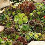 Vetplanten/sedum. Sempervivum, rotsplanten planten p9, Bodembedekkers, Volle zon, Vaste plant, Ophalen of Verzenden
