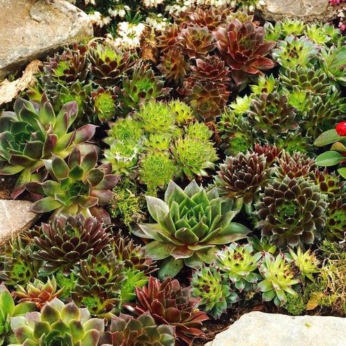 Vetplanten/sedum. Sempervivum, rotsplanten planten p9, Tuin en Terras, Planten | Tuinplanten, Vaste plant, Bodembedekkers, Volle zon