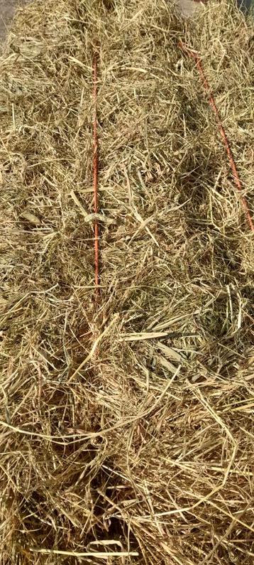 Prachtige baaltjes paardenhooi beschikbaar voor biedingen