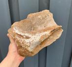schouderblad mammoet fossiel, Verzamelen, Mineralen en Fossielen, Ophalen of Verzenden, Fossiel