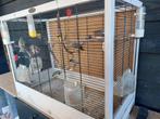 Vogelkooi met vogels, Dieren en Toebehoren, Vogels | Hokken en Kooien, Ophalen, Gebruikt, Hout, Vogelkooi