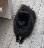 Pomeriaan / dwerg keeshond, teefje 5 jaar, België, Particulier, Teef, Eén hond