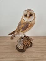 Opgezette Kerkuil - Taxidermie, Ophalen, Nieuw, Vogel, Opgezet dier