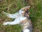 kittens, Dieren en Toebehoren, Katten en Kittens | Raskatten | Korthaar, Meerdere dieren, 0 tot 2 jaar