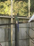 Halsband parkieten, Dieren en Toebehoren, Vogels | Parkieten en Papegaaien, Mannelijk, Parkiet