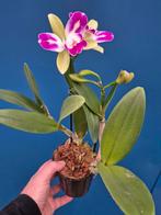 Orchidee Cattleya Green Genius p12, Huis en Inrichting, Kamerplanten, Ophalen of Verzenden, Halfschaduw, Minder dan 100 cm