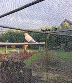 kanarie 2025, Dieren en Toebehoren, Vogels | Kanaries, Vrouwelijk, Kleurkanarie